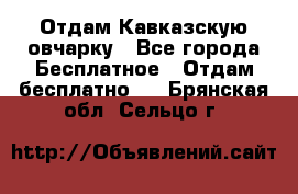 Отдам Кавказскую овчарку - Все города Бесплатное » Отдам бесплатно   . Брянская обл.,Сельцо г.